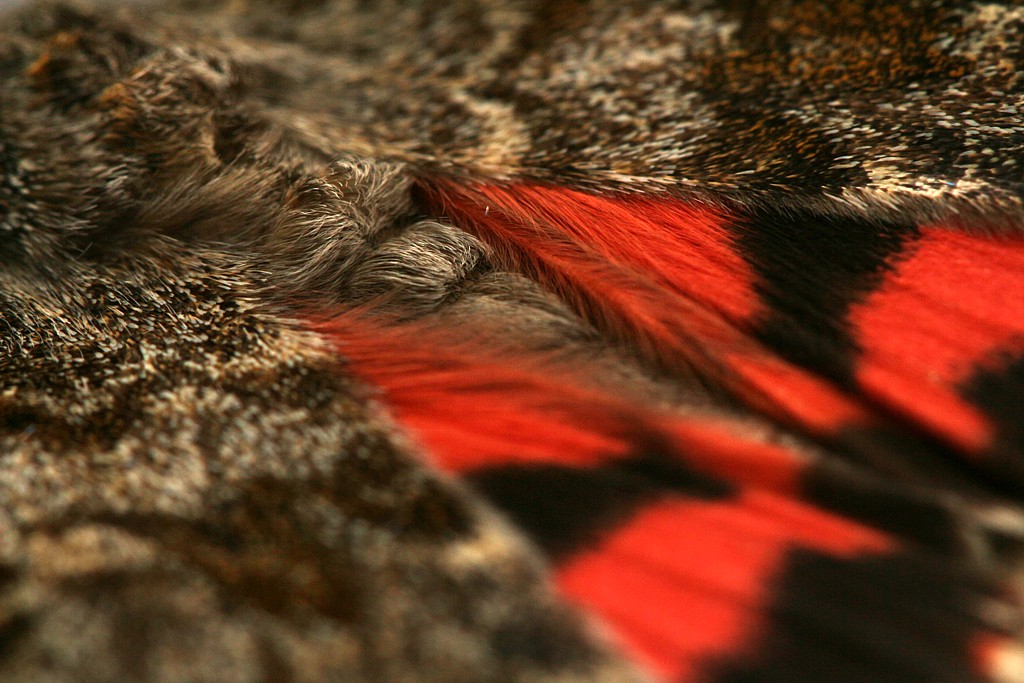 Wstęgówka pąsówka 2
[i]Catocala nupta[/i]
Słowa kluczowe: owad,motyl,czerwony