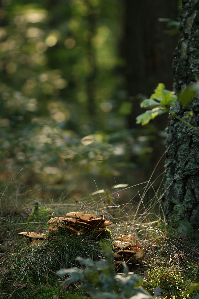 Grzyby w lesie
Rezerwat przyrody Dolina Żabnika
Jaworzno, Śląskie
Wrzesień 2017

Słowa kluczowe: zielony,grzyb,las