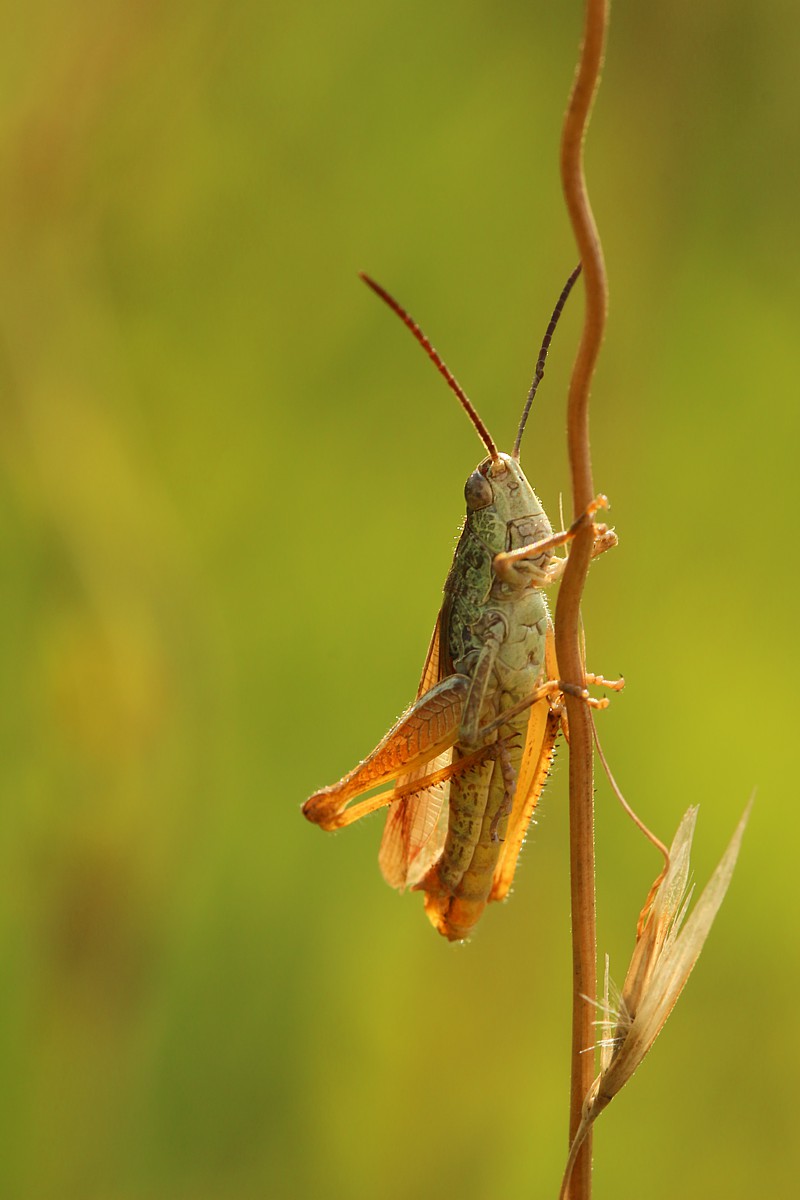 Grasshopper
Słowa kluczowe: owad,zielony,szarańczak