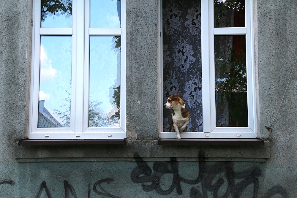 Pies w oknie
Słowa kluczowe: pies