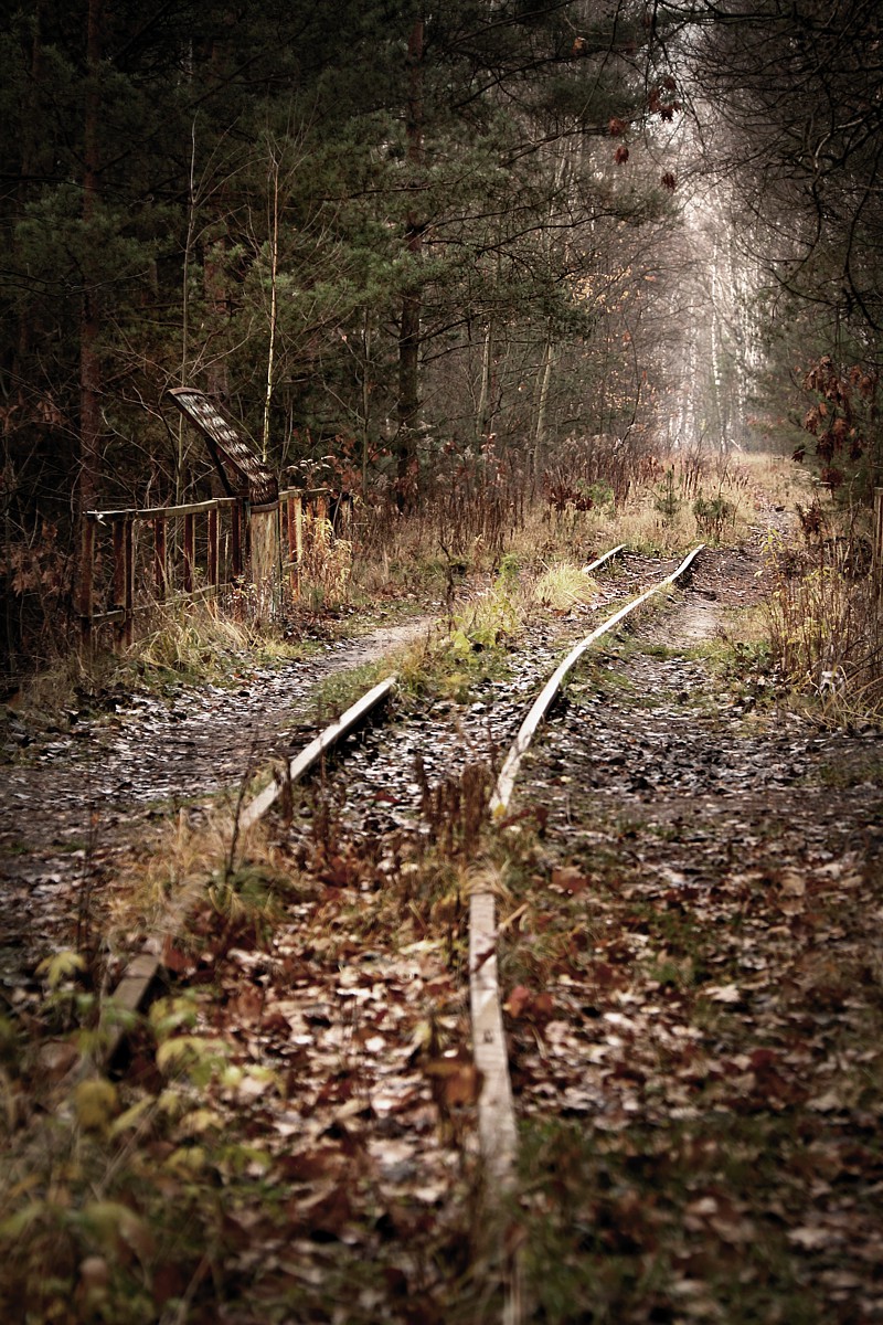 Stara linia kolejowa
Słowa kluczowe: las