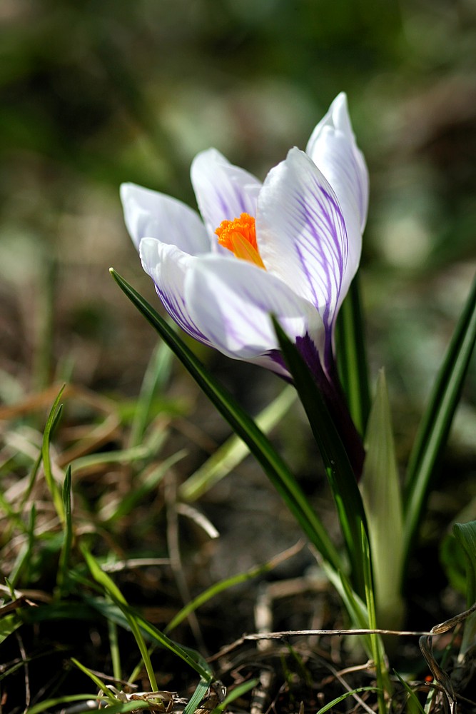Wiosna - krokusy w pełnej krasie
Słowa kluczowe: kwiat,biały,wiosna