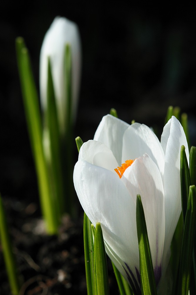 Wiosna - krokusy w pełnej krasie
Słowa kluczowe: kwiat,biały,wiosna