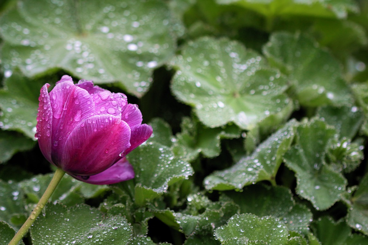 Deszczowo
Słowa kluczowe: kwiat,zielony,różowy