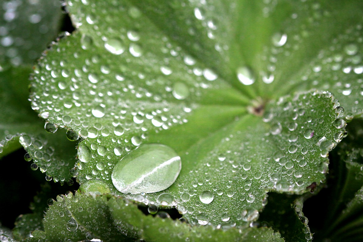 Deszczowo
Słowa kluczowe: kwiat,zielony