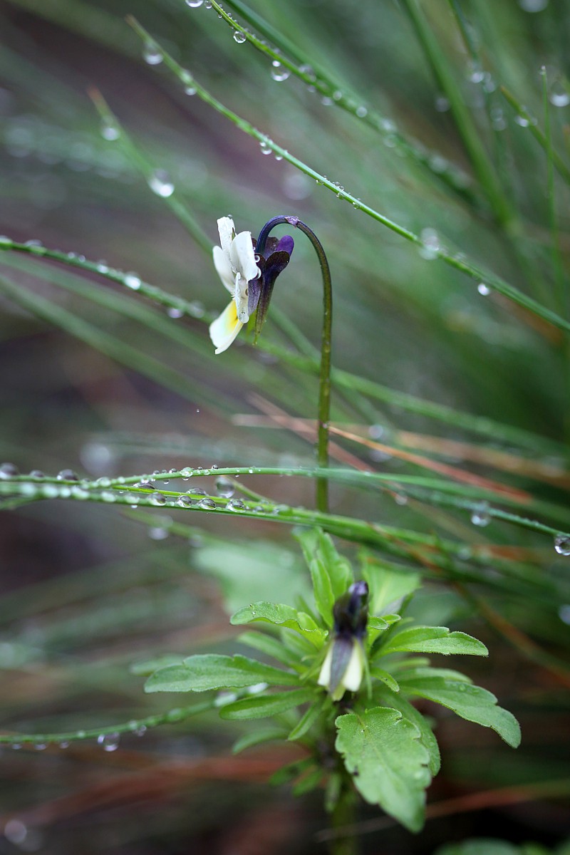 Fiołek
[i]Viola sp.[/i]
Deszczowo
Słowa kluczowe: kwiat,zielony