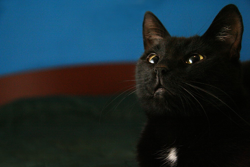 Kot
Słowa kluczowe: kot,czarny