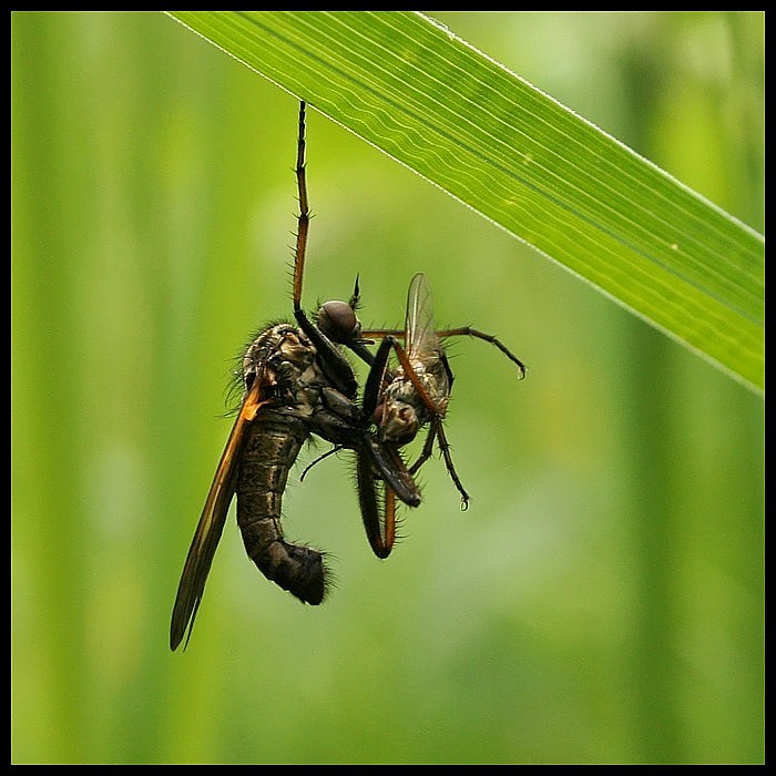 Akrobatka
Drapieżna muchówka z ofiarą
Słowa kluczowe: owad,mucha