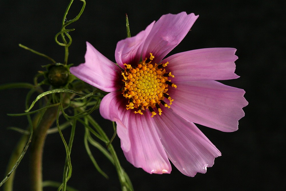 Die Blume
Słowa kluczowe: kwiat,fioletowy