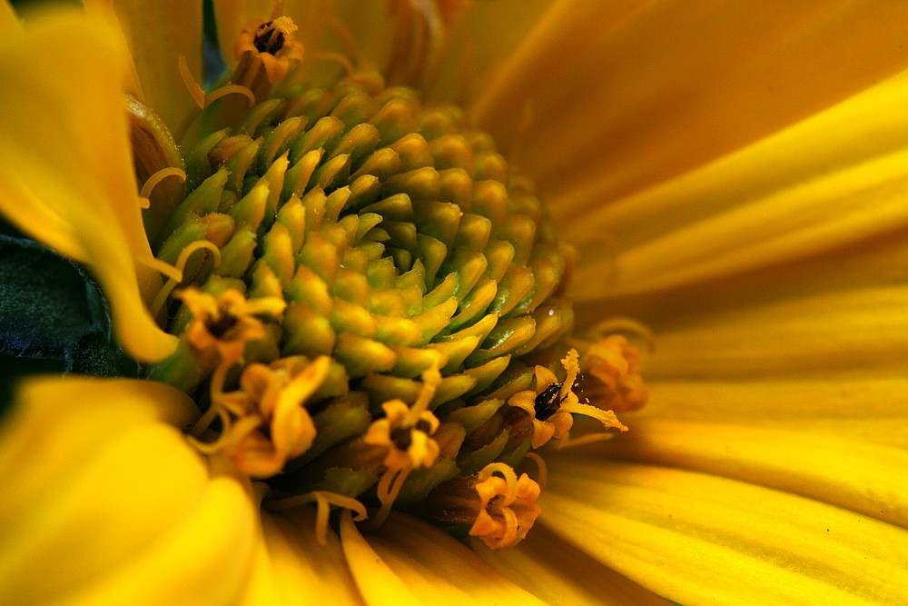 Die Sonne
Słowa kluczowe: żółty,kwiat