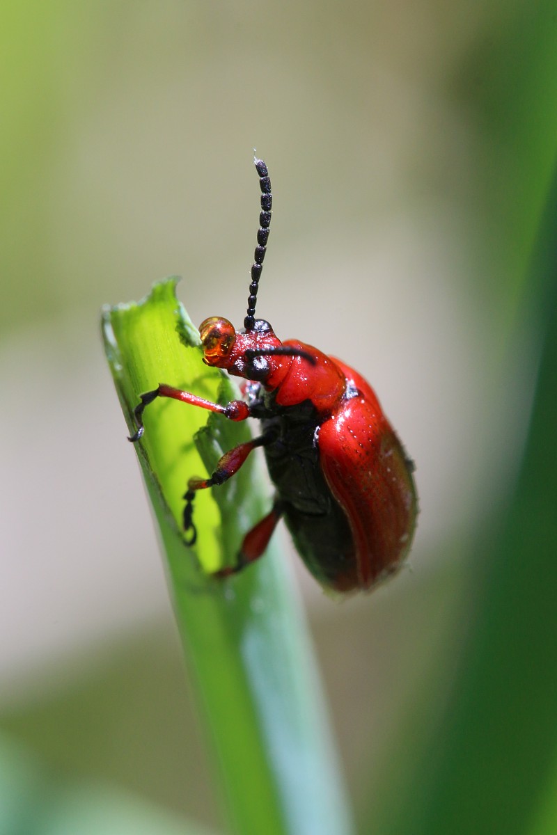 Poskrzypka cebulowa, syn. P. leśna
[i]Lilioceris merdigera[/i]
Słowa kluczowe: owad,czerwony,chrząszcz