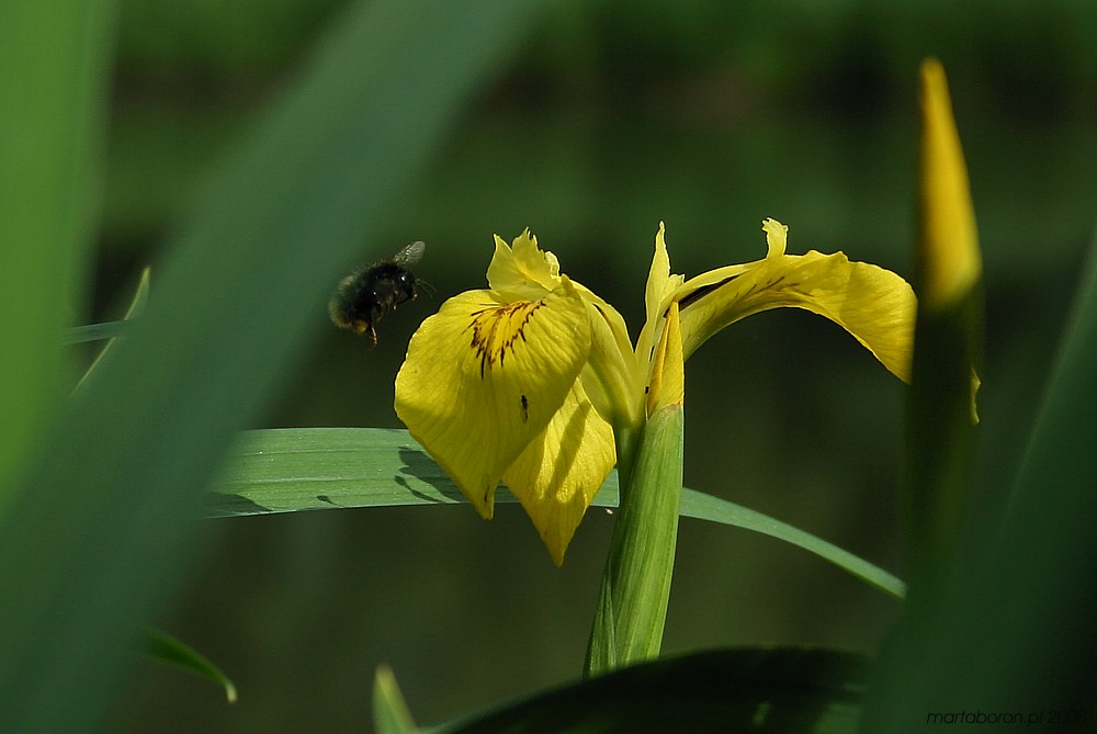 Kosaciec żółty z trzmielem ziemnym
[i]Iris pseudacorus et Bombus terrestris[/i]
Słowa kluczowe: kwiat,żółty,owad