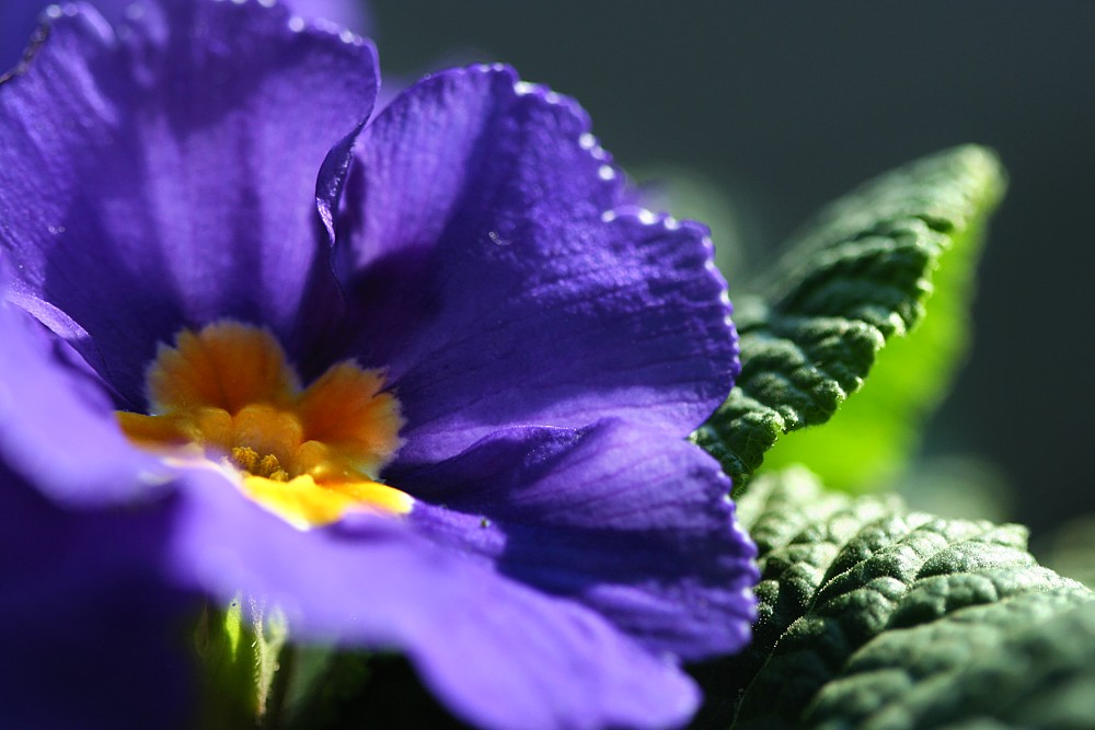 Pierwiosnek
[i]Primula sp.[/i]
Słowa kluczowe: kwiat,niebieski