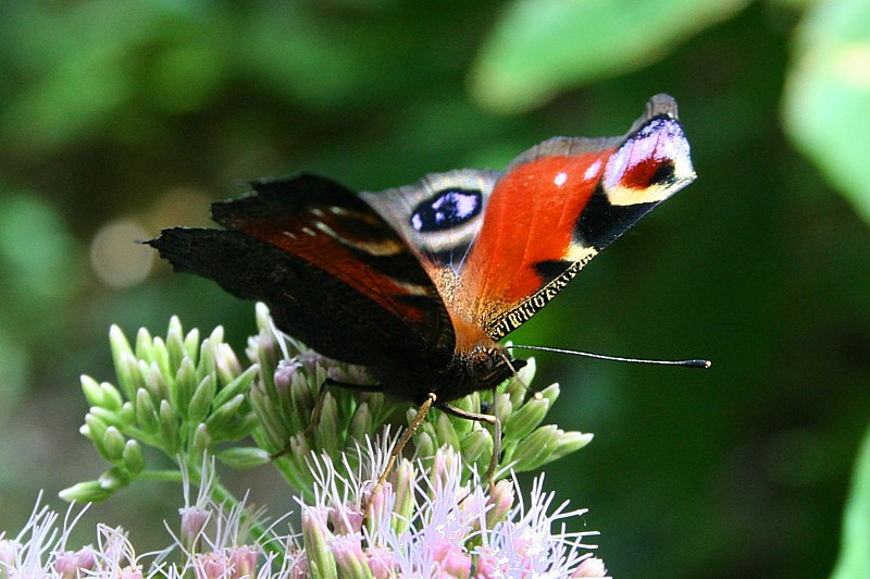 Rusałka pawik
[i]Inachis io[/i]
Wigierski Park Narodowy, 2006
Słowa kluczowe: motyl,owad