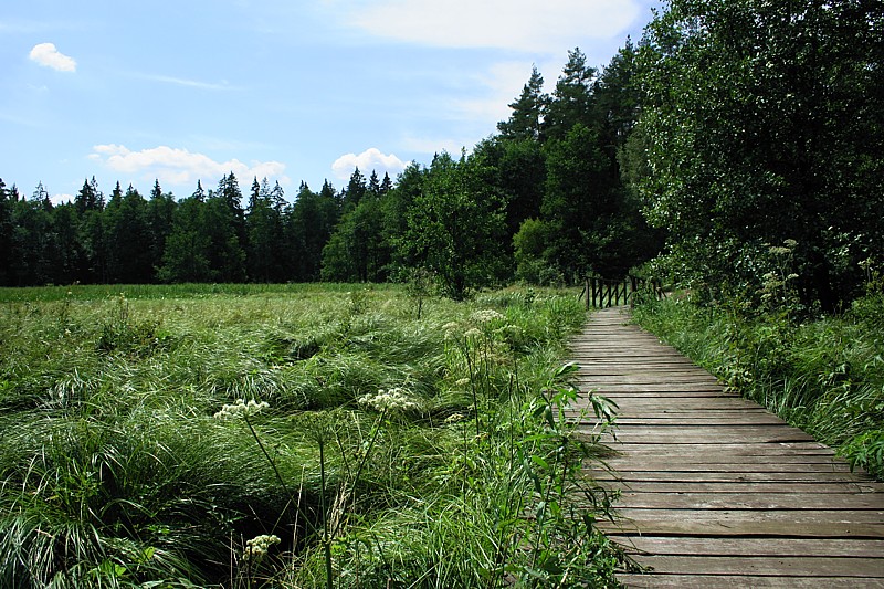 Wigierski Park Narodowy, 2006
Słowa kluczowe: las