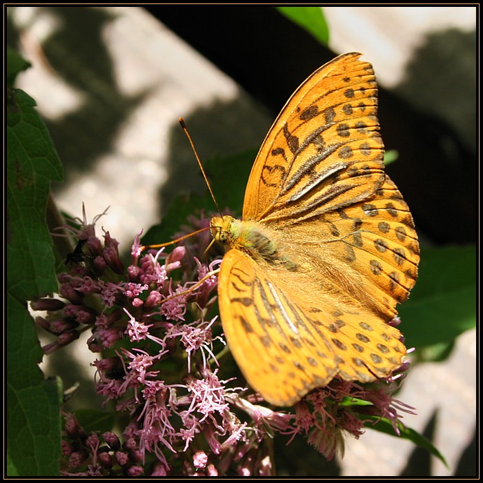 Dostojka malinowiec
[i]Argynnis paphia[/i]. 
Wigierksi Park Narowody, 2006
Słowa kluczowe: owad,motyl