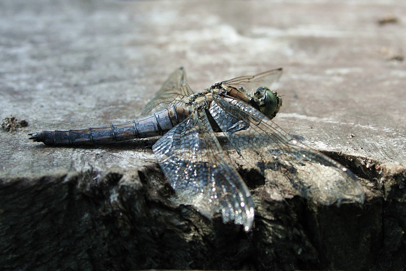 Lecicha pospolita, stara samica
[i]Orthetrum cancellatum[/i]
Wigierski Park Narodowy, 2006
Słowa kluczowe: owad,ważka