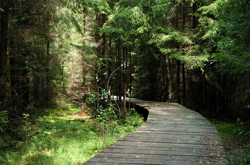 Rezerwat, Czarna Hańcza
Wigierski Park Narodowy, 2006
Słowa kluczowe: las