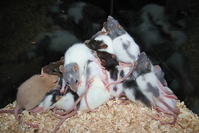 Szczurza piramida
Giełda Terrarystyczna Zwierząt Egzotycznych, Świętochłowice 2006
Słowa kluczowe: mysz