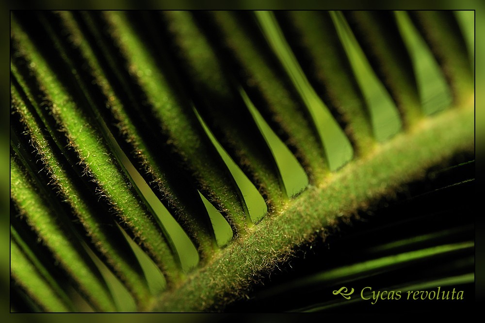 [i]Cycas revoluta[/i] - Sagowiec odwinięty
Słowa kluczowe: liść,zielony
