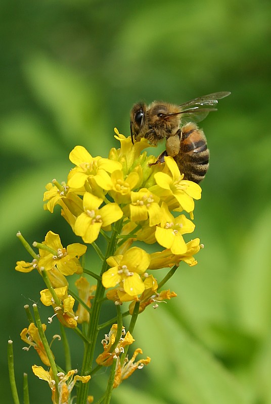 Pszczoła miodna
Słowa kluczowe: owad,pszczoła,żółty