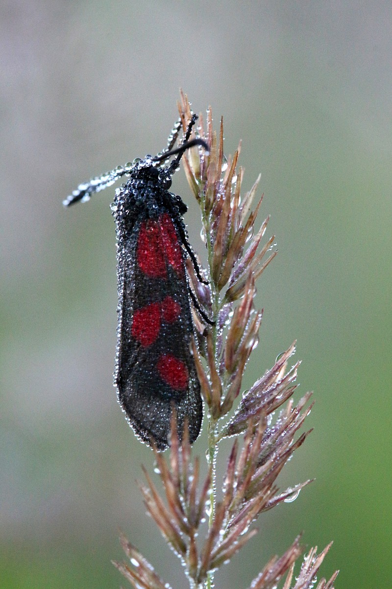 Kraśnik pięcioplamek
[i]Zygaena trifolii[/i]
Słowa kluczowe: owad,motyl,czerwony