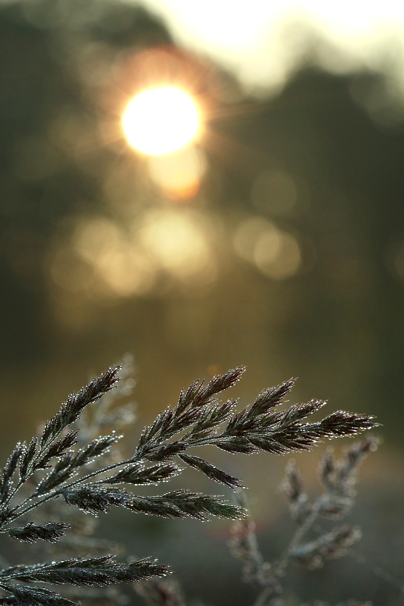 Mglisty poranek na łące
Słowa kluczowe: mgła,łąka,szary,słońce