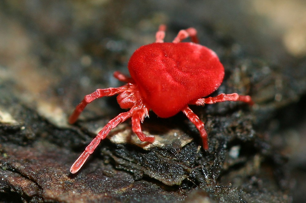 Roztocz: aksamitka
[i]Trombidium holosericeum[/i]
Słowa kluczowe: pająk,czerwony