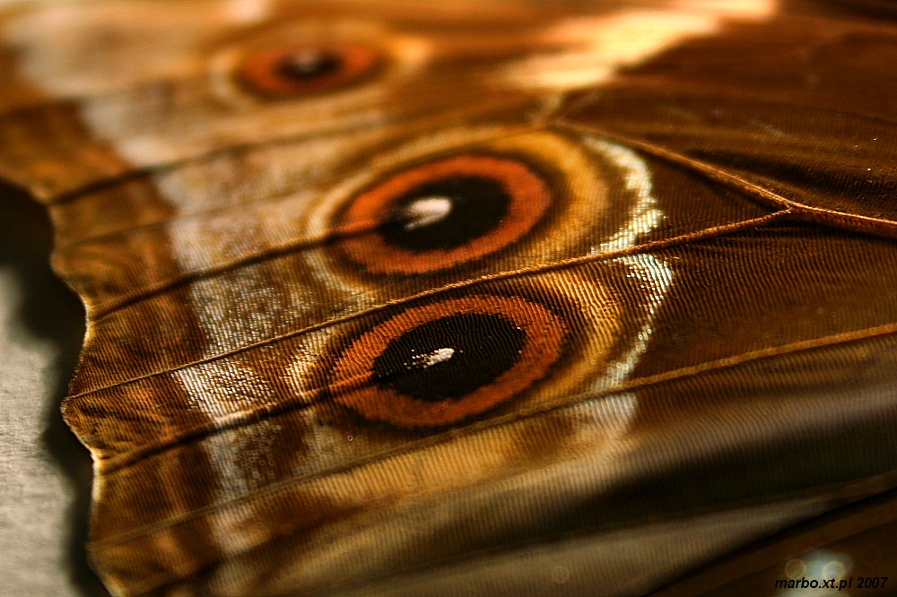Dachówkowiec
Skrzydło motyla; widoczne dachówkowato ułożone łuski (popularnie zwane pyłkiem)
Słowa kluczowe: owad,motyl