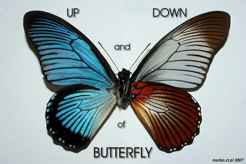 up and down of butterfly
Słowa kluczowe: owad,motyl