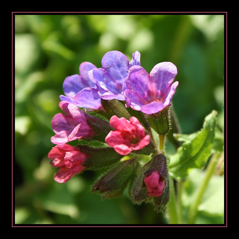 Miodunka ćma
Słowa kluczowe: kwiat,fioletowy,wiosna