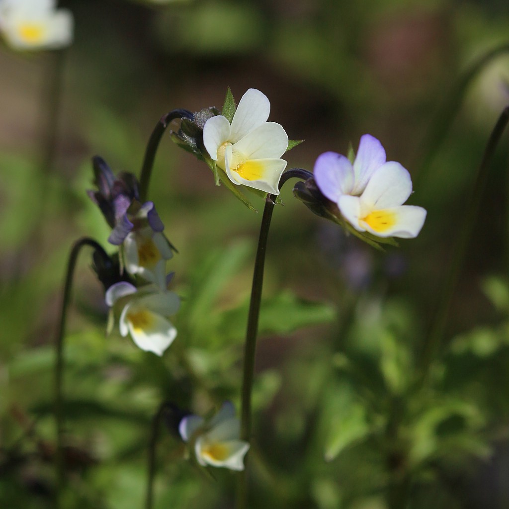 Fiołek
[i]Viola sp.[/i]
Słowa kluczowe: kwiat