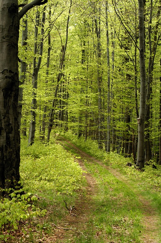 Buczyna
Ustroń, Czantoria
Słowa kluczowe: las,zielony