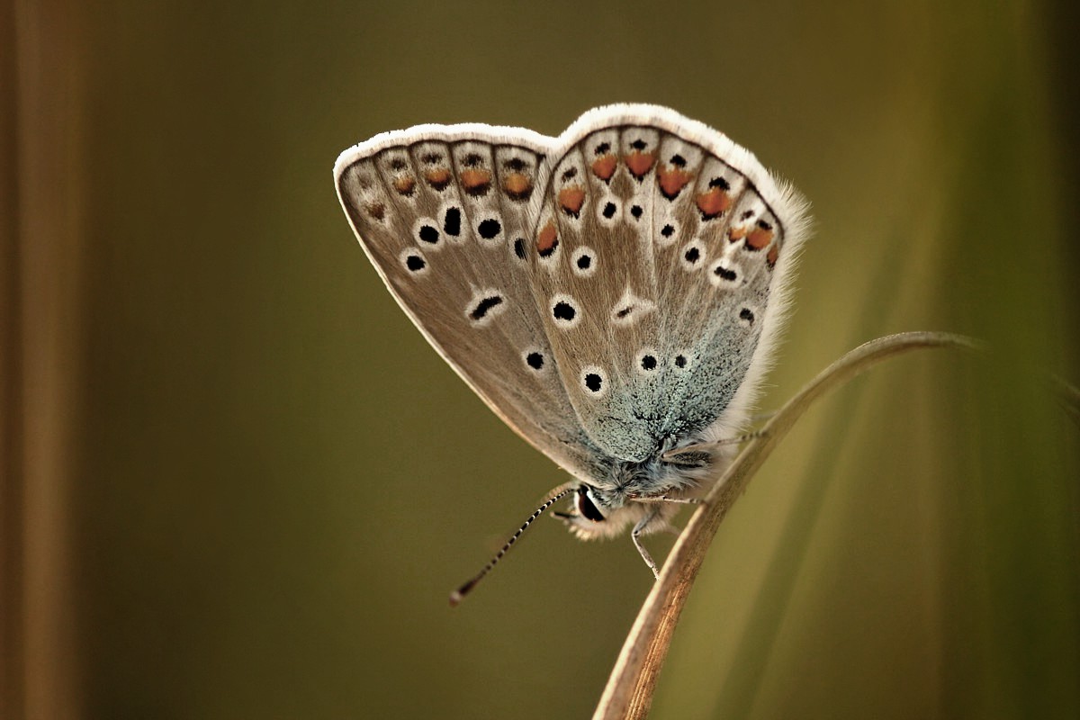 Modraszek
Sierpień 2017
Słowa kluczowe: owad,motyl,niebieski