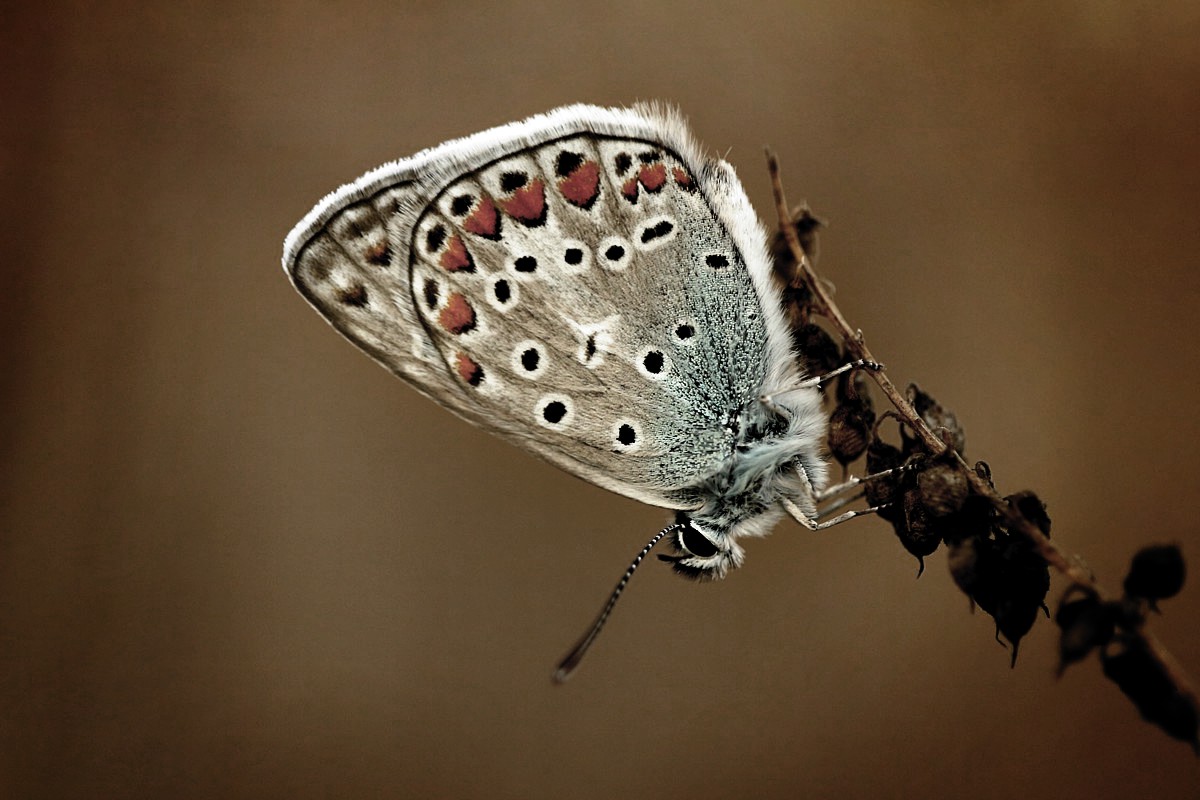 Modraszek
Sierpień 2017
Słowa kluczowe: owad,motyl,niebieski