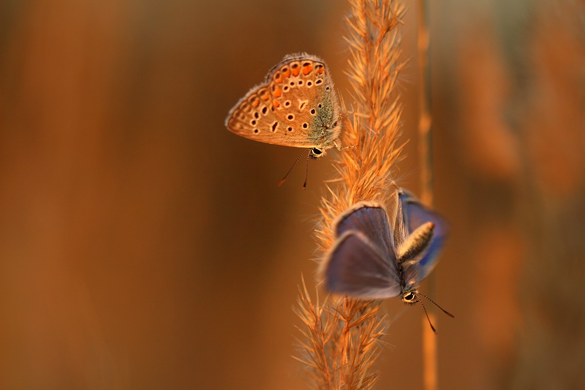 Modraszki
Sierpień 2017
Słowa kluczowe: owad,motyl,pomarańczowy,niebieski