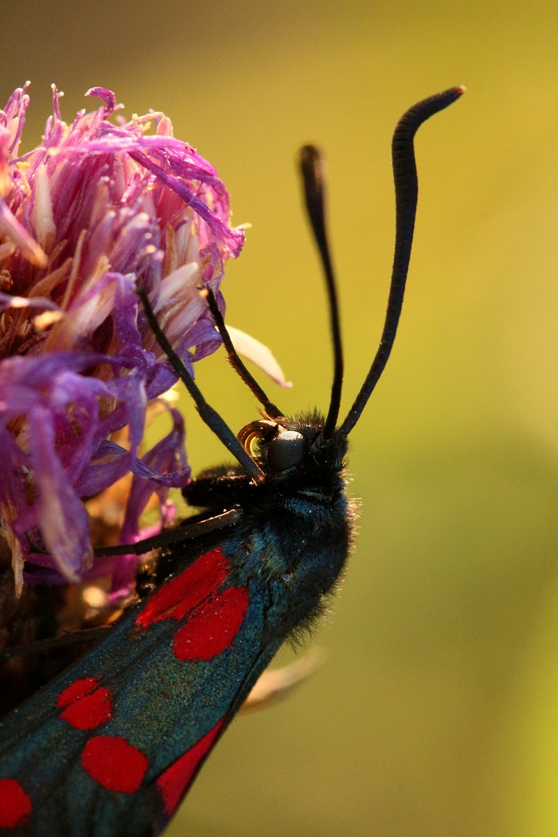 Kraśnik
[i]Zygaena sp.[/i]
Słowa kluczowe: owad,motyl,czerwony