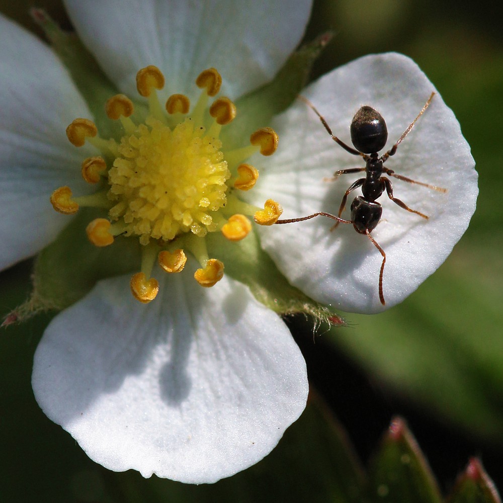 Mrówka na płatku
Słowa kluczowe: biały,owad