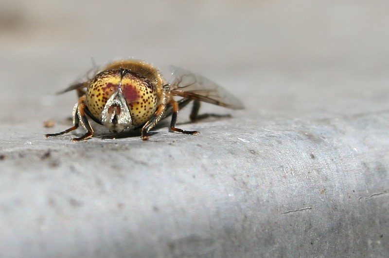 Oczy naokoło głowy
Muchówka
Słowa kluczowe: owad,mucha