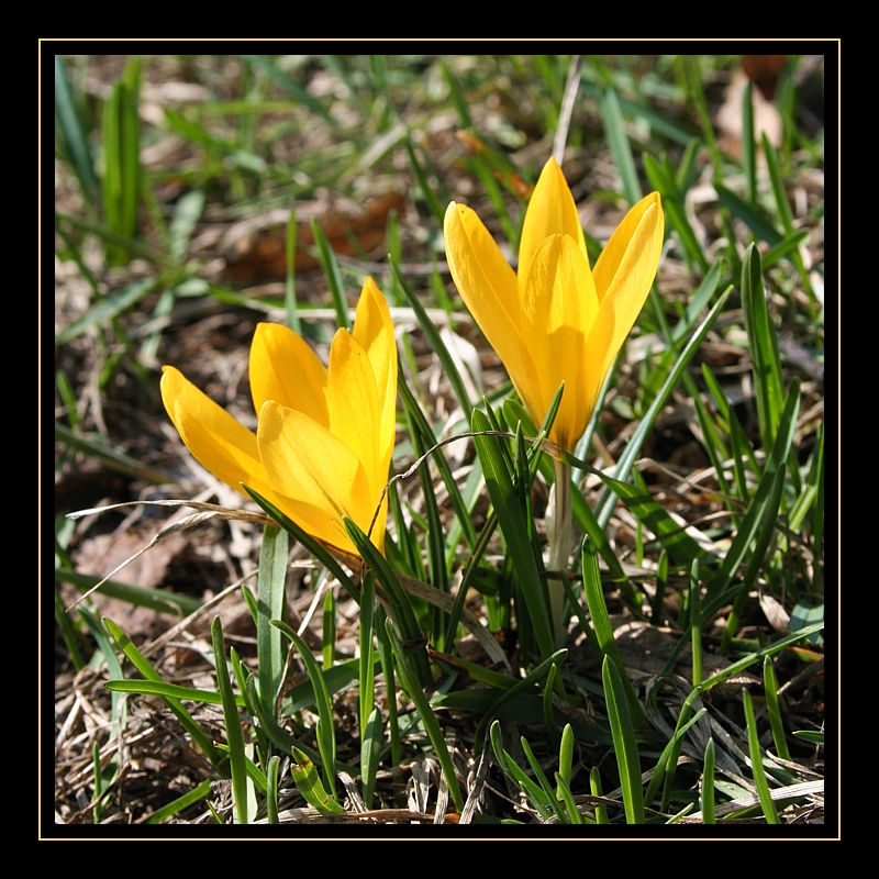 Krokusy
Słowa kluczowe: kwiat,żółty,wiosna