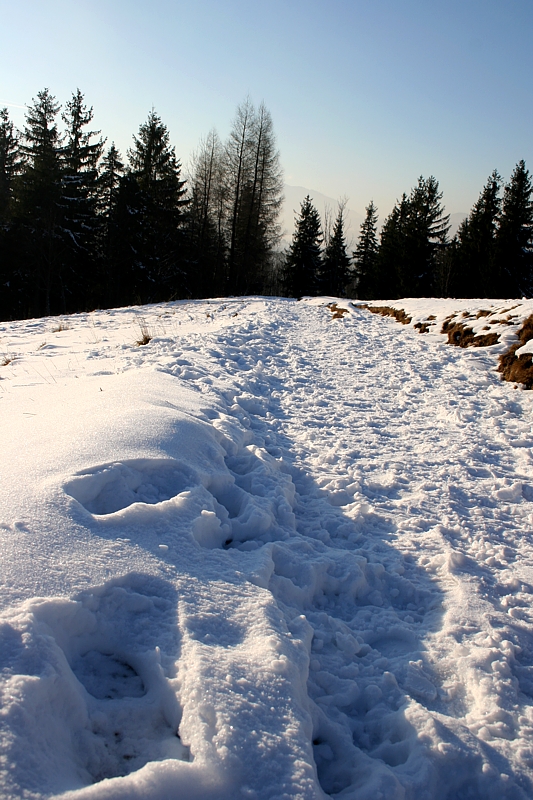 Tatry
Słowa kluczowe: góry,zima,las