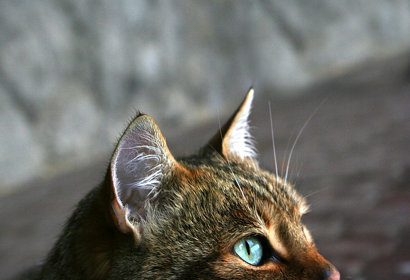 Kocie wibrysy
Zakopane 2005, Gubałówka
Słowa kluczowe: kot