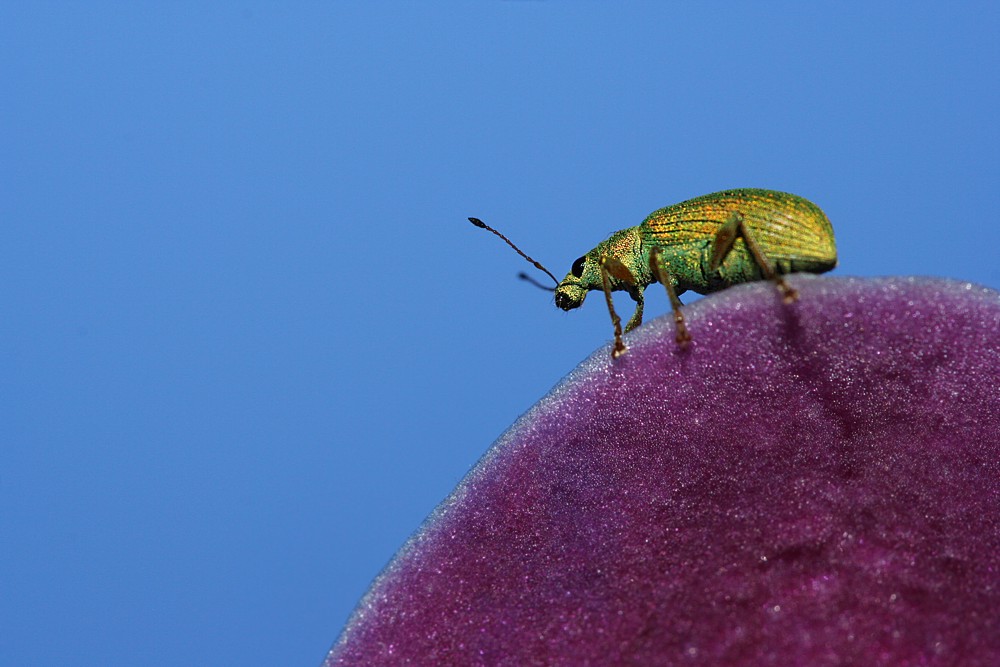 Zielony na kwiatach
Naliściak brzozowiak
[i]Phyllobius betulae[/i]
Słowa kluczowe: chrząszcz,owad,zielony