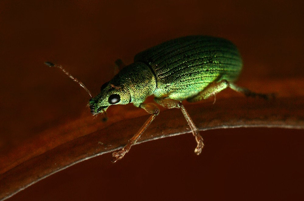 Zielony
Naliściak brzozowiak
[i]Phyllobius betulae[/i]
Słowa kluczowe: owad,zielony,chrząszcz