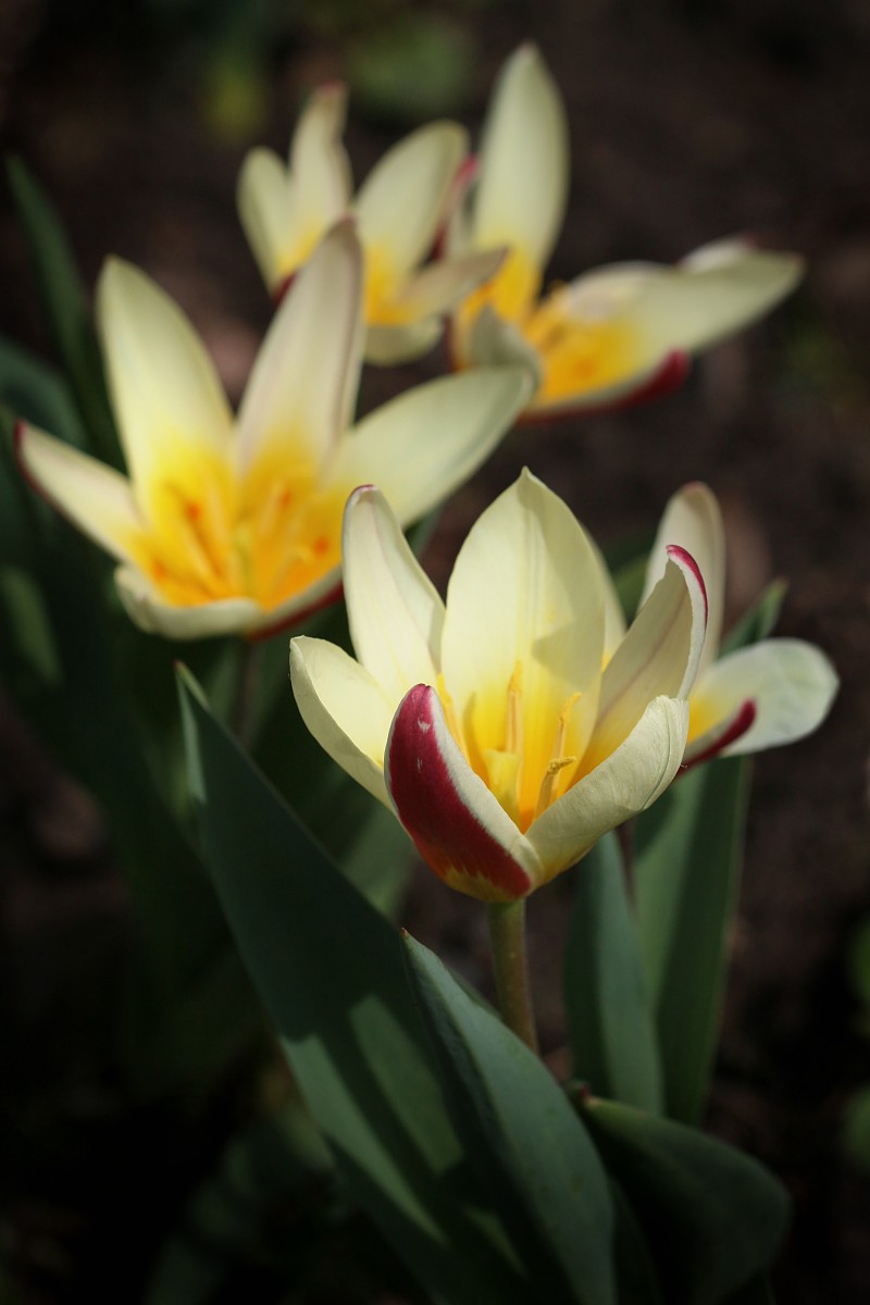 Tulipany
Słowa kluczowe: kwiat,żółty